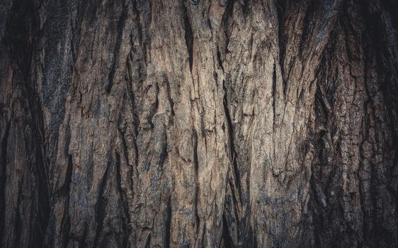 Bark of tree texture and background