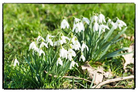 Old Postcard, snowdrops on blurred background with photo frame.