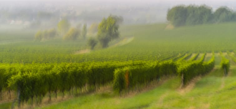 Vineyard Sunset Sunrise Bordeaux Vineyard France Europe