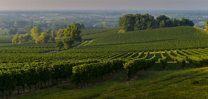 Vineyard Sunset Sunrise Bordeaux Vineyard France Europe