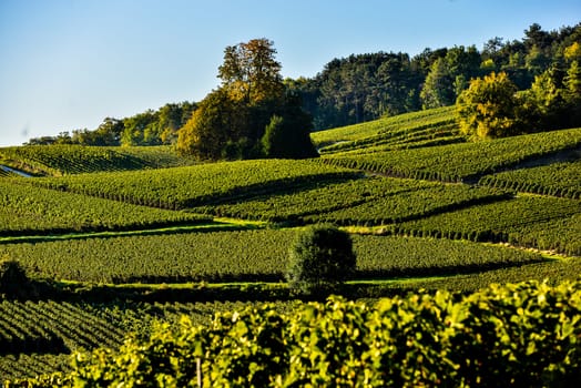Champagne vineyards Villedomange in Marne department, Champagne-Ardennes, France, Europe