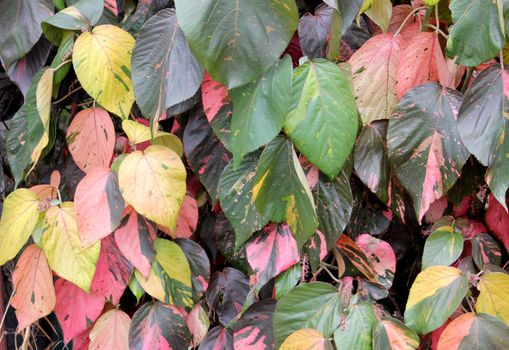 photo image wih colored leaf autunn