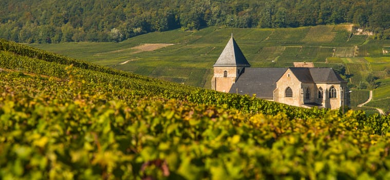 Champagne vineyards Chavot Courcourt in Marne department, France Europe