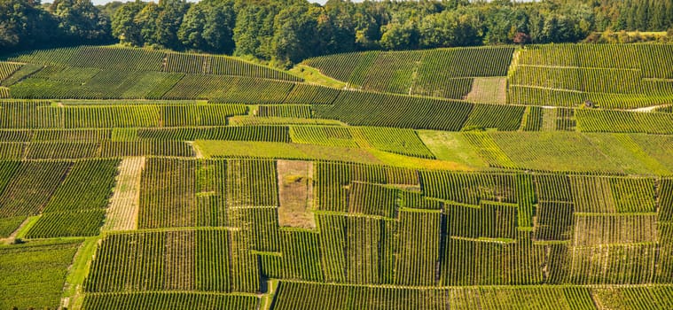 Champagne vineyards Mancy in Marne department, Champagne-Ardennes, France, Europe