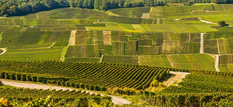 Champagne vineyards Mancy in Marne department, Champagne-Ardennes, France, Europe