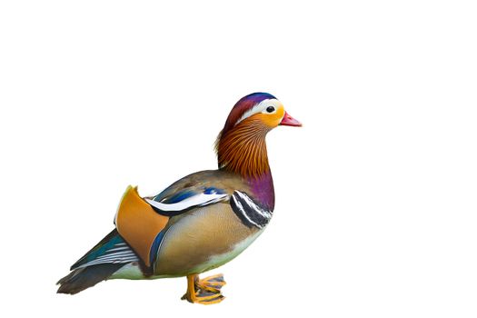 Colorful Chinese duck isolated