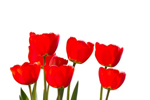 Isolated red tulips
