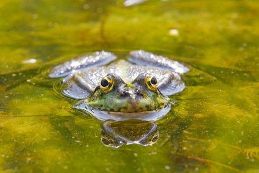 Detailed frog in pond with shiny eyes