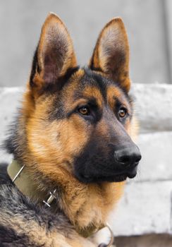 portrait of a dog breed the German Shepherd