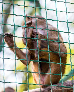 young animal monkey baboon sitting in cage
