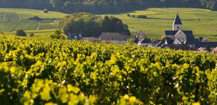 Champagne vineyards and church in Marne department, Champagne-Ardennes, France, Europe