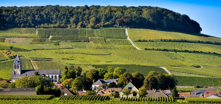 Champagne vineyards Mancy in Marne department, Champagne-Ardennes, France, Europe