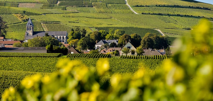 Champagne vineyards Mancy in Marne department, Champagne-Ardennes, France, Europe