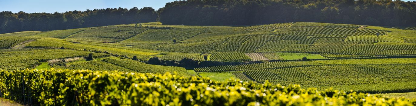 Champagne vineyards Mancy in Marne department, Champagne-Ardennes, France, Europe