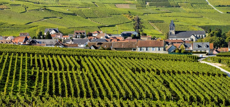 Champagne vineyards Mancy in Marne department, Champagne-Ardennes, France, Europe