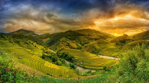 Rice fields on terraced in sunset at Mu chang chai, Yen bai, Vietnam. Rice fields prepare the harvest at Northwest Vietnam