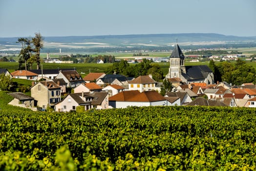 Champagne vineyards Mancy in Marne department, Champagne-Ardennes, France, Europe