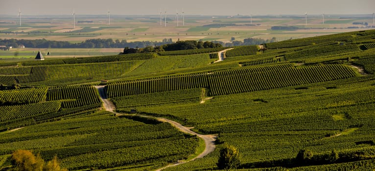 Champagne vineyards in Marne department, Champagne-Ardennes, France, Europe