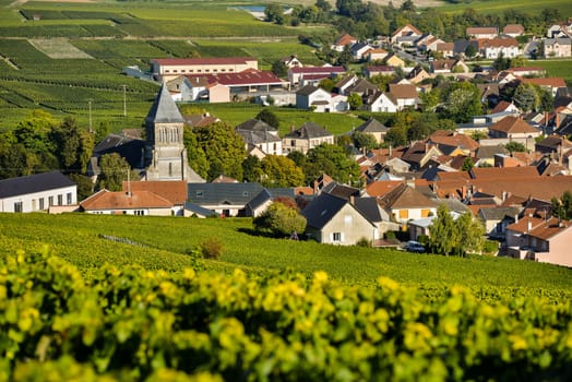Champagne vineyards Mancy in Marne department, Champagne-Ardennes, France, Europe