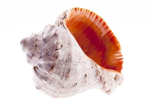 Single sea shell of marine snail isolated on white background .