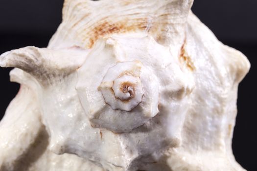 Single sea shell of marine snail on white background , close up .