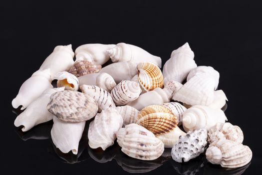 Heap of different kind of small sea shells isolated on black background .