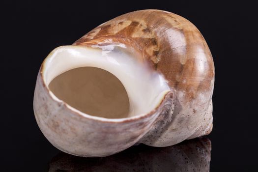 Single sea shell of marine snail isolated on black  background .