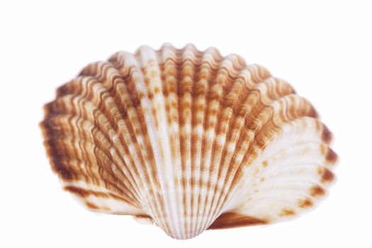 single sea shell of  mollusk isolated on white background, close up.