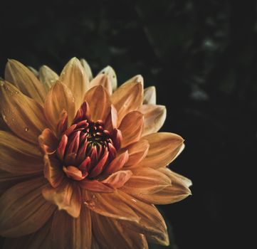 High Contrast And Stylized Macro Image Of A Wet Blooming Orange Dahlia Flower With Copy Space