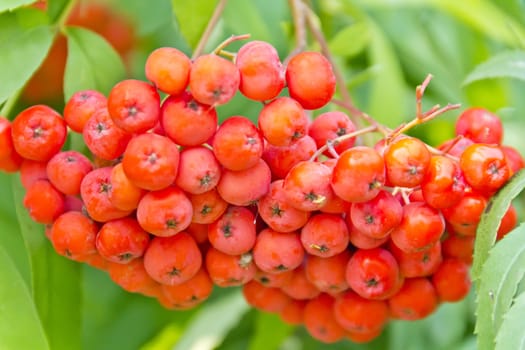 Red ripe rowanberry branch in summer day