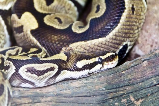 Photo of reticulated python close up in zoo