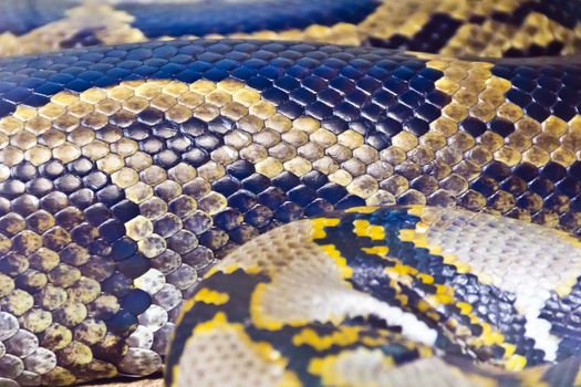 Photo of real boa snake python skin texture close up