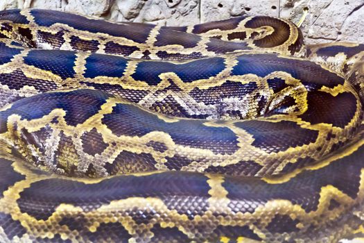 Photo of real boa snake python skin texture close up