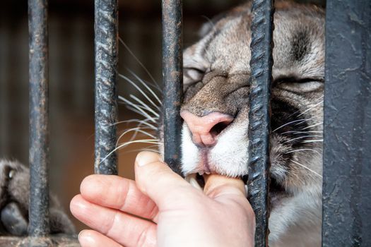 Lioness in the zoo biting human finger