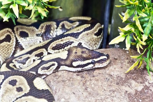 Photo of reticulated python close up in zoo