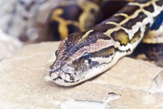 Photo of reticulated python head close up