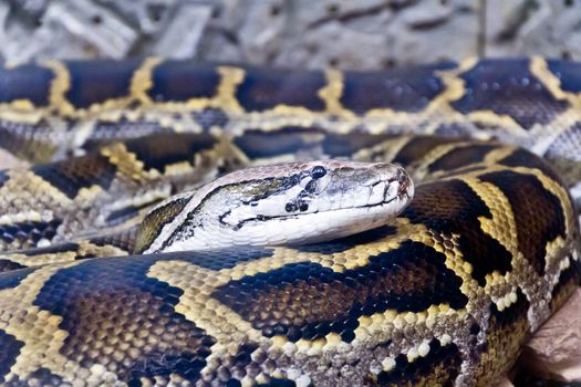 Photo of reticulated python head close up