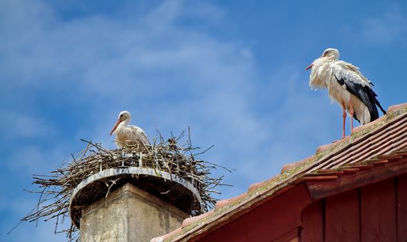 stork in a nest and another walking on the roof and sky blue