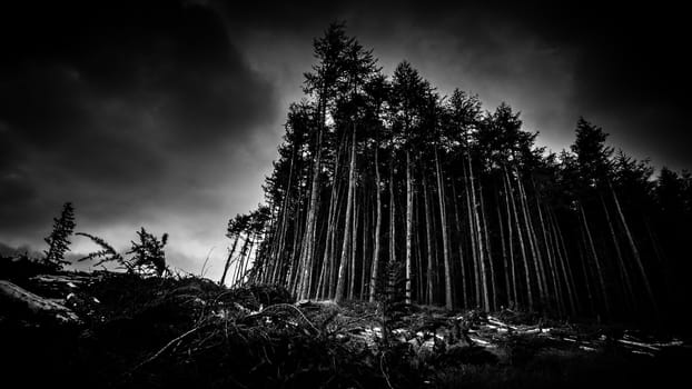 Black And Image Of A Scary Looking Forest At Dusk