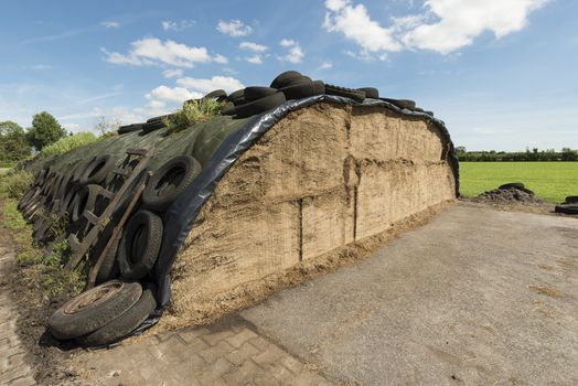 Traditional Dutch ensilage on a dairy farm in the North of the Netherlands
