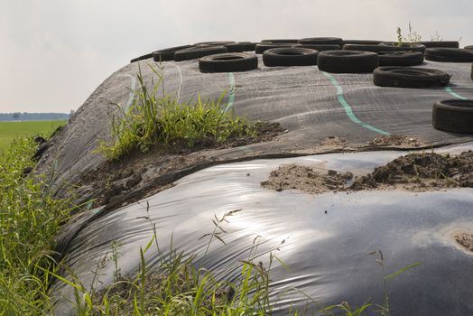 Traditional Dutch ensilage on a dairy farm in the North of the Netherlands
