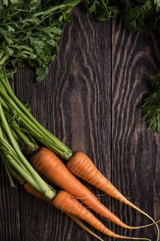 Freshly grown carrots on wooden table