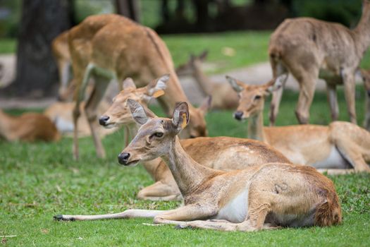 group of antelope deer sitting on the grass with green  background