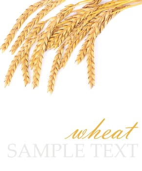 Ears of ripe wheat isolated on white 