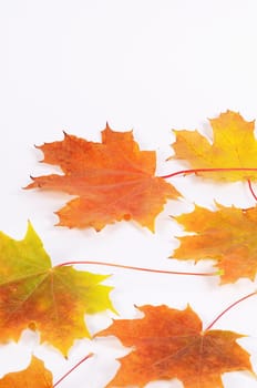 The autumn maple leaves as a background