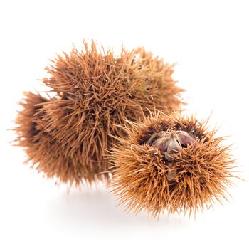 Chestnuts with shell isolated on white background.