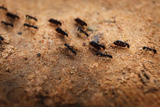 Colony of ants and their teamwork in Cambodia 