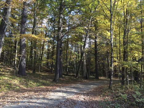 Yellow leaves on trees, country area.