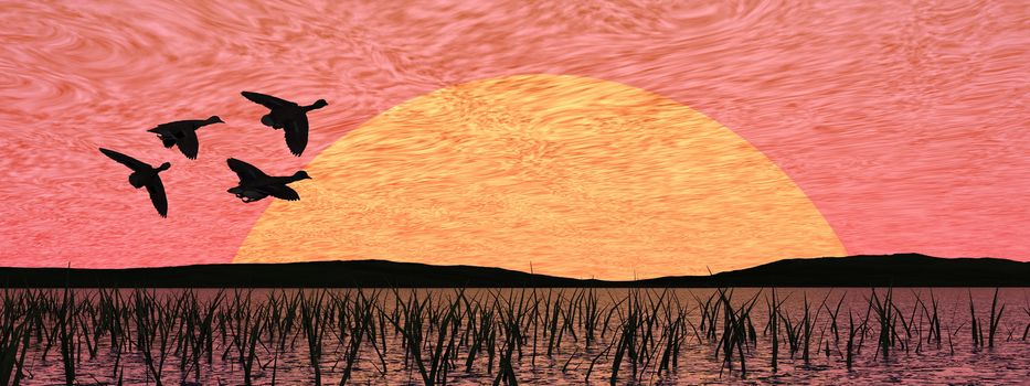 Flock of duck flying upon a pond with grass by red sunset