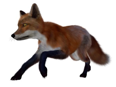 Red fox running isolated in white background - 3D render